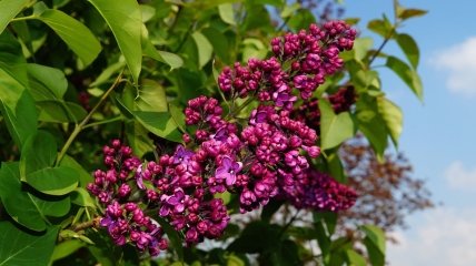 Сирень - растение с приятным запахом цветков лиловых оттенков