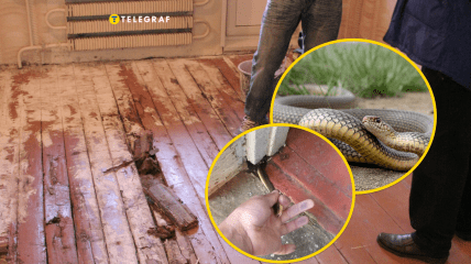 Українці виявили змію під підлогою