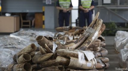 В Гонконге изъята рекордная партия слоновой кости (фото)