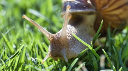 Равлики та слимаки – часті шкідники в саду