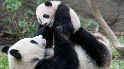 Ученые рассекретили язык общения больших панд