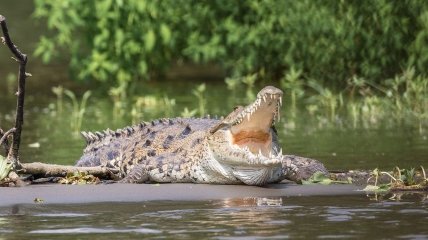 Крокодил, иллюстративное фото