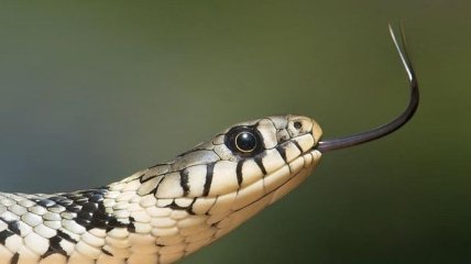 Видеошок: змея вылезла из кондиционера и поймала мышь 