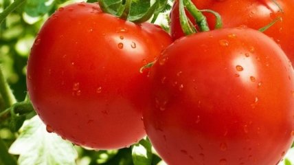 Лечебные свойства и польза помидоров