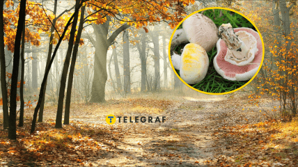 Печериця жовтошкіра