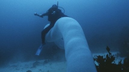 Гигантского подводного монстра засняли на видео  