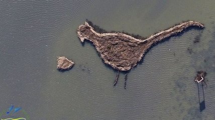 В Одесской области появился необычный остров-фазан