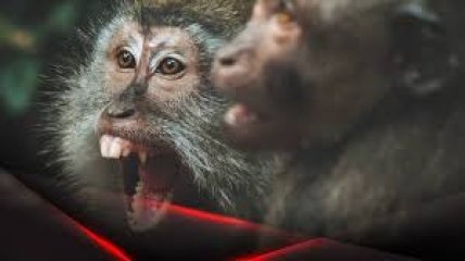 Мавпяча віспа у світі: ВООЗ пішла на радикальні заходи