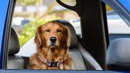 Эксперимент: почему не надо оставлять животных в машине 