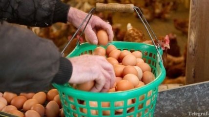 В Венгрии нашли крупные партии яиц, зараженные инсектицидом фипронилом