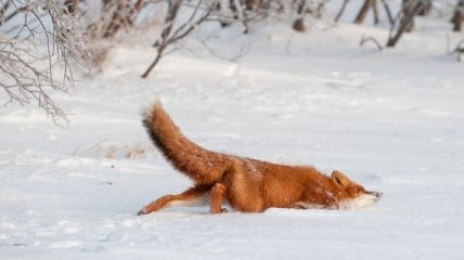 Животные, которые тоже любят снег (Фото)