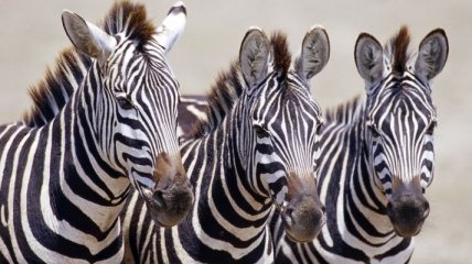 Ученые: полоски на шкуре зебр - бесполезное средство камуфляжа 