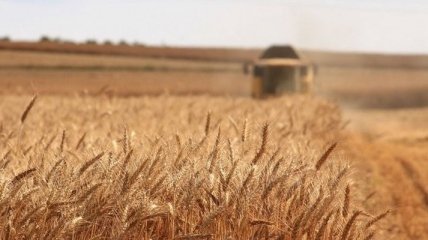 Український аграрний експорт цьогоріч зріс на 2%