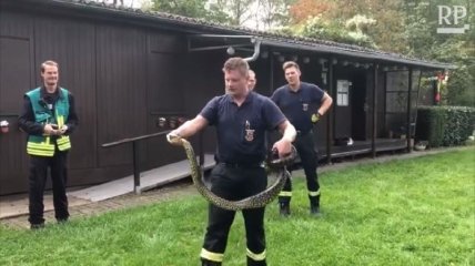 Немецкие пожарные выловили 2-метровую анаконду (Видео)  