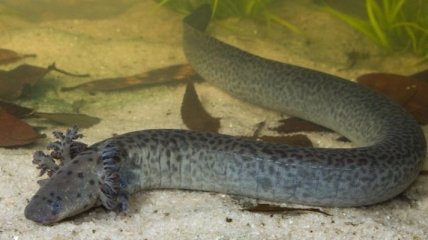 Ученые описали новый вид саламандр