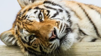 Сохранность амурских тигров дает положительные результаты