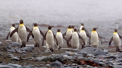 Маккуори - крошечный зеленый остров, где правят пингвины (Фото) 