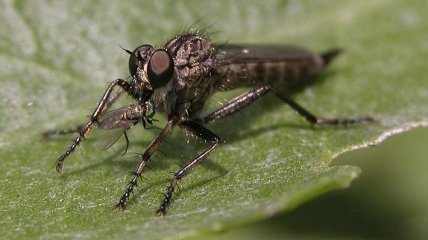 Увидели - убегайте: самые болезненные укусы насекомых (Фото)