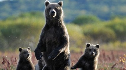 Ученые заявили, что поедание мусора делает медведей ленивыми