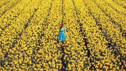 В Нидерландах зацвели поля тюльпанов, от которых невозможно оторвать взгляд (Фото)