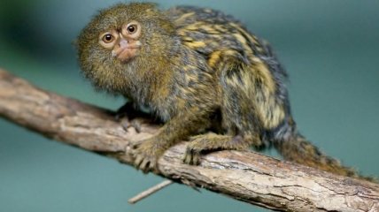 Обнаружена самая маленькая обезьянка в мире