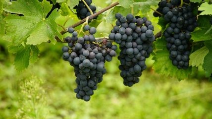 Обрізання винограду можна проводити двома методами