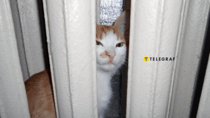 Отопление важно для всех членов семьи - даже четырехлапых