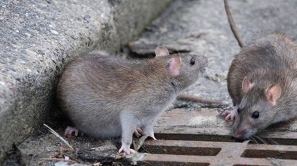 Миллионы крыс атакуют дома людей: в Британии предупредили о последствиях локдауна