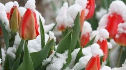Прогноз погоды на 28 марта: в Украине похолодает 