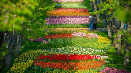 Под Киевом откроют дендропарк с миллионами тюльпанов