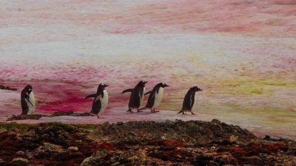 Пингвины гуляют по красному снегу в Антарктиде