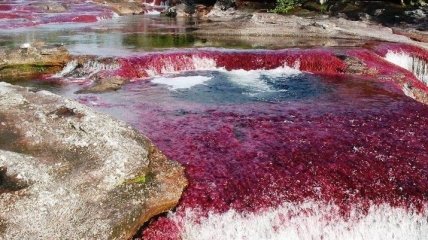 Самая красочная река пяти цветов в Колумбии (Фото)