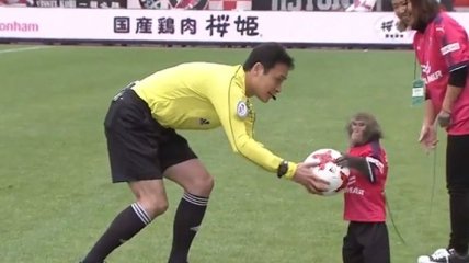 В Японии обезьяна помогла судье начать футбольный матч (Видео)