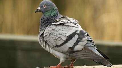 Ученые сделали грандиозное открытие о голубях