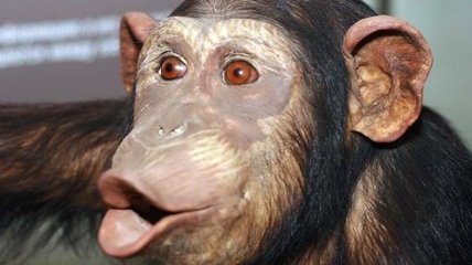 Ученые выяснили отличие обезьяны от человека 