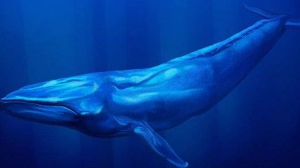 Ученые раскрыли тайну появления морских гигантов