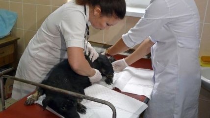 Янукович поздравил работников ветеринарной медицины