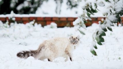 Синоптик предрек Украине морозы и снегопады