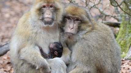 В Китае найдены останки неизвестных науке приматов