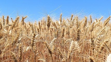Украина нарастила объемы экспорта зерновых