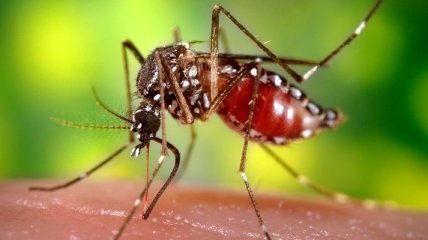 Миллионы комаров-мутантов ученые собираются выпустить на волю
