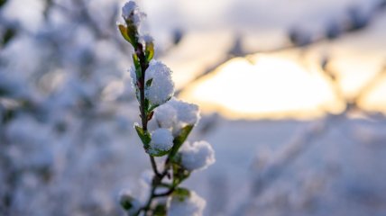 Як врятувати дерева після заморозків