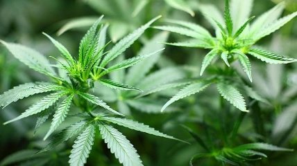 В Румынии планируют легализовать марихуану