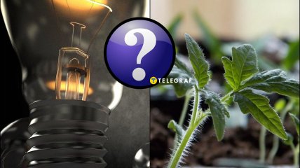 Розсада загине у лютому без спеціального освітлення та тепла