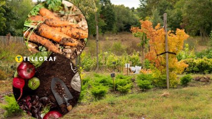 Овочі та зелень, які ідеально підходять для посадки у жовтні