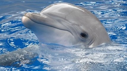 Какими уникальными способностями обладают дельфины?