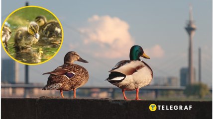 Качки не бояться людей