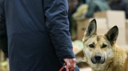 Бездомные собаки кусают 30 тысяч украинцев ежегодно