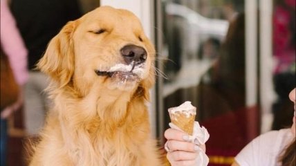 Если съесть 5 кг мороженого, то не только слипнется, но и смерзнется: веселые шутки в День шоколадного мороженого