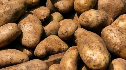 Украина начала налаживать импорт картофеля с России